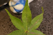 外国人「日本の食事に謎の葉っぱが入ってたんだが何これ？まさかアレか？」