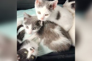 【海外】普通の保護子猫たちが隠しているかわいい秘密とは？