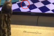 トムとジェリーとリアルトム！？あのアニメに三次元猫が参戦