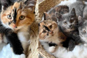 【海外】「奇跡の出会い！家族のために数時間ドライブしてきた3匹の子猫とその運命」