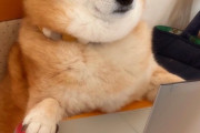 外国人「日本で多才すぎる柴犬が発見されてしまった・・・」