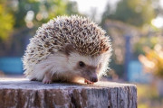 【悲報】ハリネズミ、ニュージーランドで大量殺戮マシーンと化し暴れ回っていたことが判明