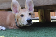 「ボクにとってはこれが普通だよ。」前脚を持たずに生まれた犬と、その家族のお話  海外の反応