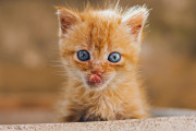 日本の「#これ見た人は子猫の成長した画像貼れ」が可愛い！思わず笑っちゃう！【タイ人の反応】
