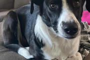 猫先輩による英才教育で香箱座りを完全マスターした犬