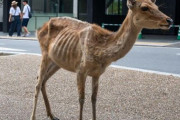 奈良のシカがせんべい依存症に？ 激やせしたシカが目撃されて外国人も心配　海外の反応