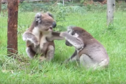 「コアラ vs コアラ」 がYoutubeで話題に...(笑) 海外の反応