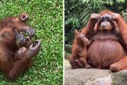 客「サングラスが落ちちゃった！」オランウータン「いいもの拾った、かけよう」
