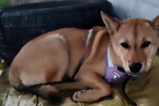 橋の下で犬と暮らし、学費を貯めるために働く19歳男性に支援の輪