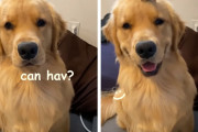 いつでも愛犬を笑顔にする方法とは？”孫の手”で発動するゴールデンレトリバーのスマイルが可愛い！