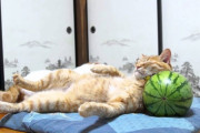 海外「変な姿勢で寝るネコの王様だね！」スイカを枕にお昼寝するネコの動画が話題に（海外の反応）