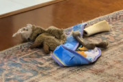 掃除中の飼い主を気遣いぬいぐるみを1カ所に集めた犬の行動にグっとくる