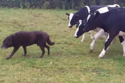 お尻をクンクン、好奇心旺盛な牛の群れがワンコの後をズラズラ～っと付いてきてしまう動画