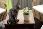 【海外】猫にとってマーガレットは危険？それほど毒性は強くないが注意が必要な理由とは