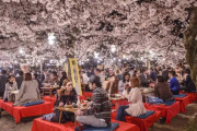 韓国人「京都・円山公園の桜が『息をのむ美しさ』と韓国で話題に」　韓国の反応