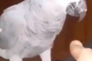 飼い主「このエサとれるかな？？？ｗｗｗ」鳥「簡単だしｗｗｗｗｗｗｗｗ」