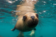 【海外】助けを求めた動物たちの感動ストーリー10選：人間の温かさに触れた瞬間