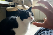 何で猫ってこのポーズをすると襲いかかってくるのかな？
