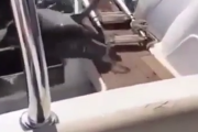 シャチがきたぞ！すみませんがちょっと非難させてくださいと逃げ込むアザラシ。海外の反応