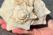 外国人「海岸でレアな漂着物を探す趣味をみんなに見せていく！」