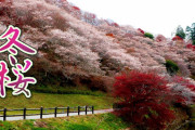 海外「冬に桜が咲くのか！！」愛知県・豊田市にある名所の満開の冬桜を撮影した映像に驚き！