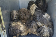 【海外】「毛玉だらけの犬たちが保護施設で出会った奇跡！入浴で生まれ変わる姿とは？」