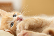 海外の反応：「ノーベル賞ものだ！」猫用腎臓病の薬が実用化間近。日本の科学者が開発