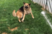 片目が見えなくても大丈夫！噴射される水を大喜びで追いかける面白可愛いジャーマン・シェパード犬！