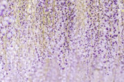 幻想の世界へ！あしかがフラワーパーク大藤に心が奪われてしまう…「楽園のようだ！」「ここは地上の楽園です。日本の美しさは誰にも負けません」海外の反応