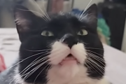猫がリラックスの極みに達した・・・・！！