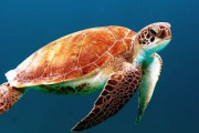 人間のあばら骨！？カメの甲羅のなかってどうなってるの！？「中に誰が隠れてるの？」「口からオナラ！？」海外の反応