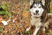 「きのこを壊したのは誰だ～！」怒りを飼い主さんにぶつけるマラミュート