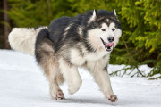 【海外】家を守る！12種類の最強フワフワ犬種を徹底紹介