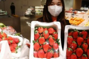 韓国人「韓国の果物はどうしてこんなに美味しいのですか？」日本を完全に追い抜いた韓国式イチゴ「雪香」の逆転ドラマ、日本品種を韓国から追い出す！　韓国の反応
