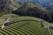 海外「緑茶にこんな複雑な過程があったなんて！」　 日本茶が農場から食卓に届けられるまで　海外の反応