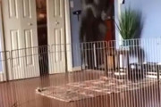 どんなに高くしても軽々とペットフェンスを飛び越えてしまう犬に対して飼い主がとった最終兵器。効いてる効いてる！
