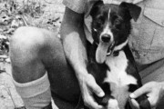 海外「凄い！」日本軍の襲来を探知できた犬に海外びっくり仰天！（海外の反応）
