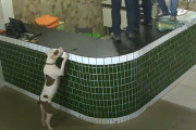 「うわぁ！何か来たぁ！」事務所に現れた「ある動物」に怖がる男性従業員さん達が面白い！
