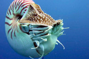 【海外】最古のタコと思われた生物、実は全く別の生き物だった！