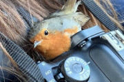 【海外】雪の日、鳥が写真家に寄り添い心温まる瞬間をキャッチ！