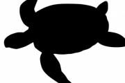 「彼の冒険は始まったばかり…」小さなウミガメの姿がワクワクすると人気を呼ぶ