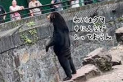 韓国人の反応「動物園　訪問客らから「クマの中に人が入っているのでは」という疑問が多数寄せられ　笑・・・→