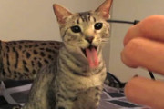 結束バンドの音がすると舌が出てしまう面白キャット！