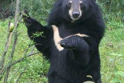 韓国人「韓国人がツキノワグマの脅威を舐め過ぎている件」