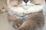 超イケメン！宝石のように美しいおめめの猫ちゃんがこちら 海外の反応