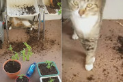犯行バレてます！鉢植えを倒したらしい猫さんがイスの下で死んだふりをしている動画が面白い！