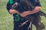 キッズ「見て！鶏をつかまえたよ」父親「よかったな、！！！（ハゲワシじゃないか）」