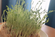 【中国の反応】人気ドラマ『凪のお暇』で話題の豆苗を、中国人留学生が育ててみた