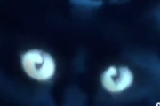 猫はいったいいつ眠る？飼い主がぐっすり眠っている夜中に活動する猫。海外の反応