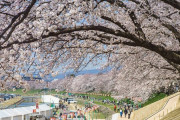韓国人「これが世界に誇る日本人の民度」日本の美しい桜祭りの翌朝の状況に韓国人も衝撃！　韓国の反応